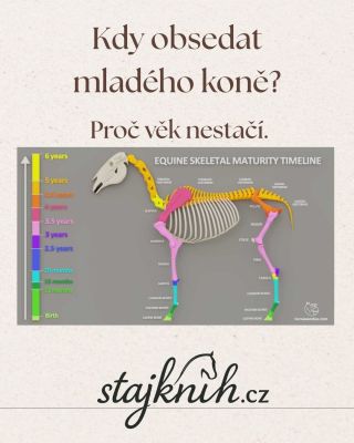 Kdy obsedat mladého koně? Určitě později, než si většina lidí myslí. A rozhodně ne podle toho, jak kůň vypadá. ✨ Věk je...